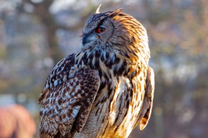 Three Hour Birds of Prey Flying Experience for One with Mercer Falconry Image 4