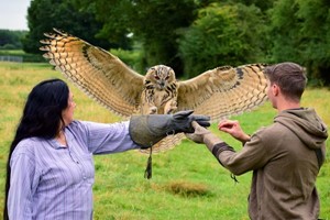 Three Hour Birds Of Prey Flying Experience For Two With Mercer Falconry