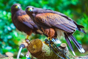 Three Hours Birds Of Prey Photography Experience For One With Mercer Falconry