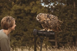 Click to view details and reviews for Three Hours Birds Of Prey Photography Experience For Two With Mercer Falconry.