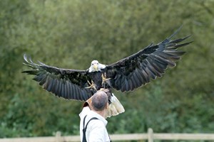 Ultimate Eagle Encounter Image 3