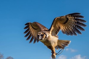 The Owl Experience for Two with the UK Owl and Raptor Centre Image 2