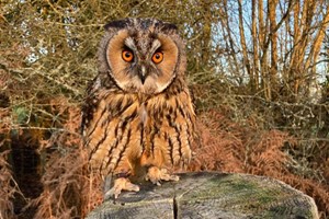 The Owl Family Experience for Four at the UK Owl and Raptor Centre Image 2