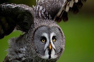 Choice of the Owl or Bird of Prey Experience for Two Image 2