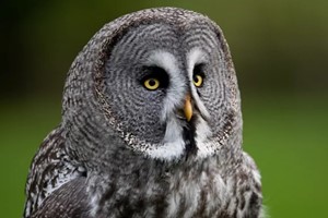 The Owl Experience for Two with the UK Owl and Raptor Centre Image 1