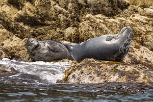 2 Hour Sealife Safari Family RIB Trip in Padstow, Cornwall Image 3