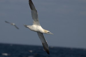 2 Hour Sealife Safari Family RIB Trip in Padstow, Cornwall Image 4