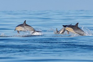 2 Hour Sealife Safari Family RIB Trip in Padstow, Cornwall Image 5