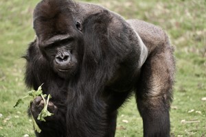 Gorilla Encounter and Truck Safari for Two at Port Lympne Reserve picture