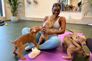 Puppy Yoga with Bottomless Prosecco for Two with Puply Image 2