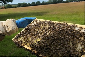 Inside the Hive Rural Beekeeping Experience for One with Park Farm Cottage Image 2