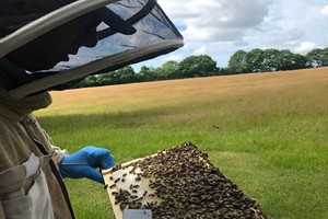 Inside the Hive Rural Beekeeping Experience for Two with Park Farm Cottage Image 3