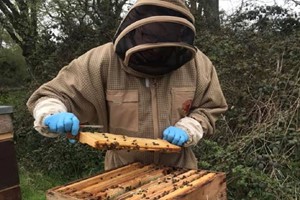 Inside the Hive Rural Beekeeping Experience for One with Park Farm Cottage Image 1