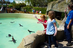 Penguin Close Encounter Experience for Two at Drusillas Park Zoo Image 3