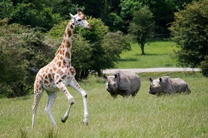 A Visit to Port Lympne Reserve, Truck Safari and Afternoon Tea for Two  Image 3