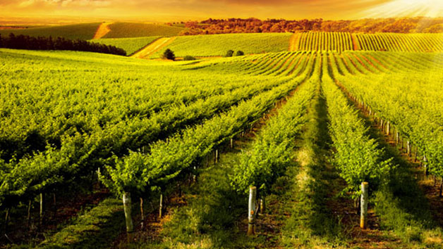 Vineyard Tour with Afternoon Tea or Lunch for Two picture