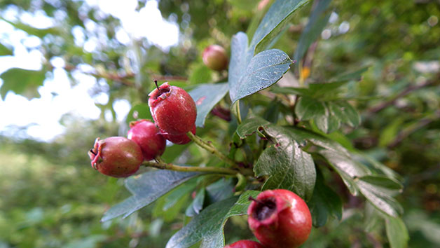 Foraging Walk for One picture