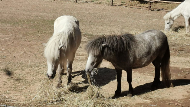 Pony Pals Experience at Hobbledown Heath Hounslow for Two picture