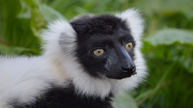 Meet the Lemurs Experience at Hobbledown Epsom for Two picture