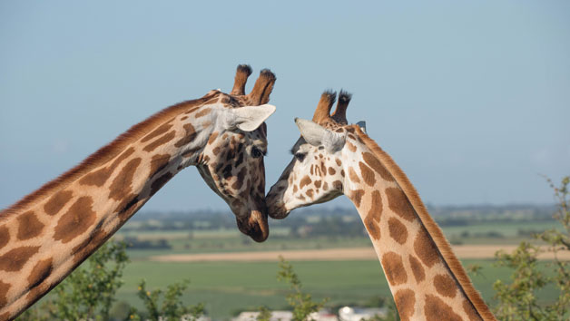 Port Lympne Reserve Ranger Tour with Entry for Two Image 1