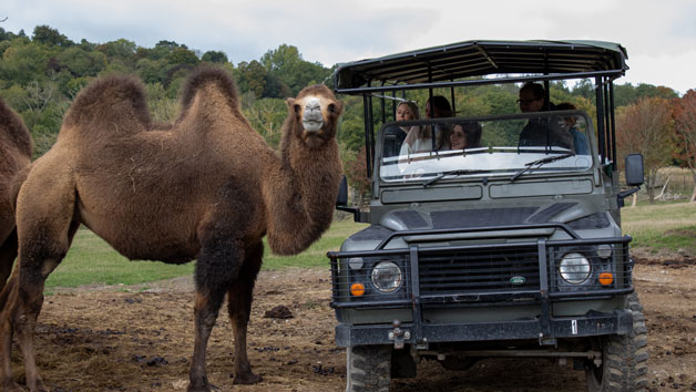 Port Lympne Reserve Ranger Tour with Entry for Two Image 2