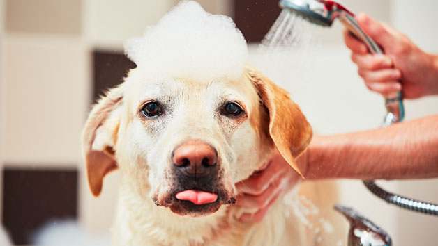 Dog Grooming Diploma Online Course for One Person Image 1