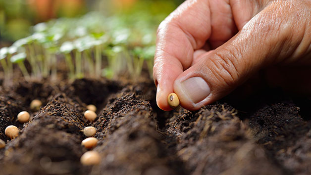 Online Peer Royal Horticultural Society Level 2 Plant Nutrition and Roots Course for One Person picture
