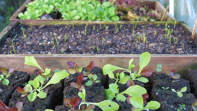 Online Self Sufficient Vegetable Gardening Course for One in a Virtual Classroom picture