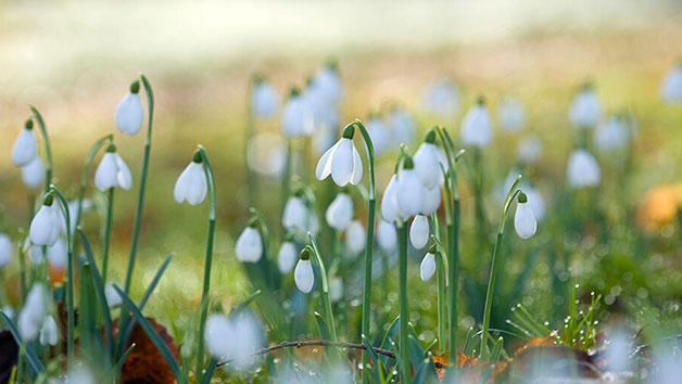 Online Flower and Plant Photography Course for One in a Virtual Classroom picture