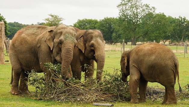 Entry for One Adult to Whipsnade Zoo Image 2