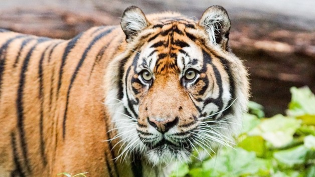 Entry for One Adult to London Zoo picture