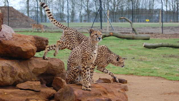 Entry for One Adult to Whipsnade Zoo Image 1