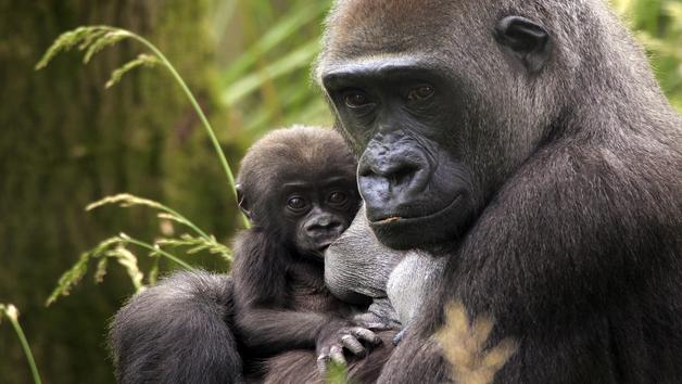 Entry for One Child to London Zoo picture