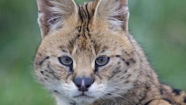 Wildcat Experience at Ark Wildlife Park for Two picture