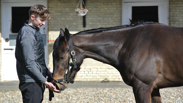 Behind the Scenes Tour of Top-Class Horse Racing Yard for Two with Darryll Holland Image 1