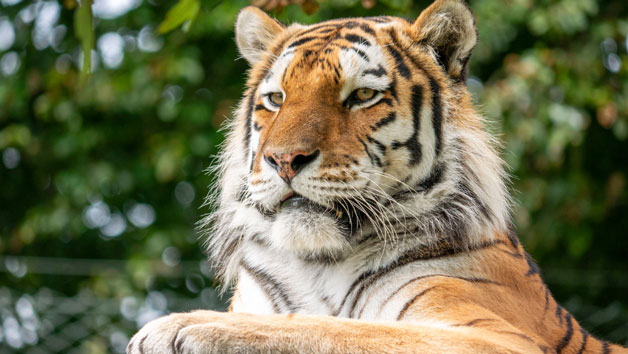 Meet the Tiger Experience at Dartmoor Zoo for Two picture