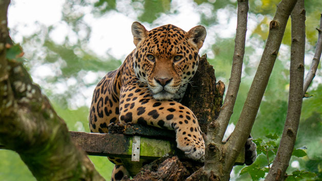 Big Cat Keeper Experience at Dartmoor Zoo for Two Image 1