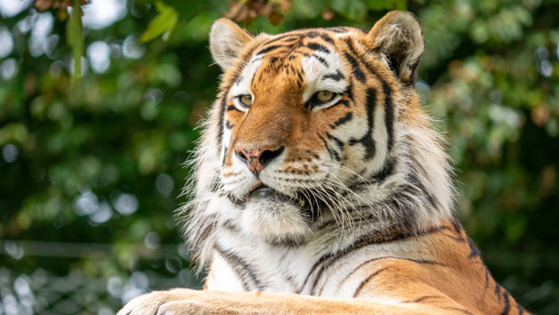 Big Cat Keeper Experience at Dartmoor Zoo for Two Image 2