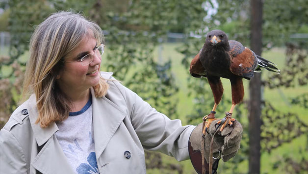 Half Day Falconry Experience for One Person at Millets Wildside picture