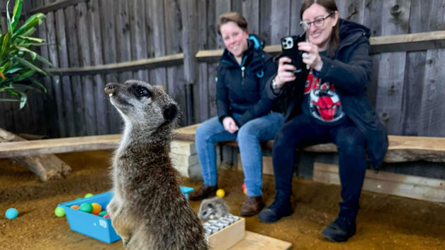 Private Meerkat Encounter for Two People at Millets Wildside picture