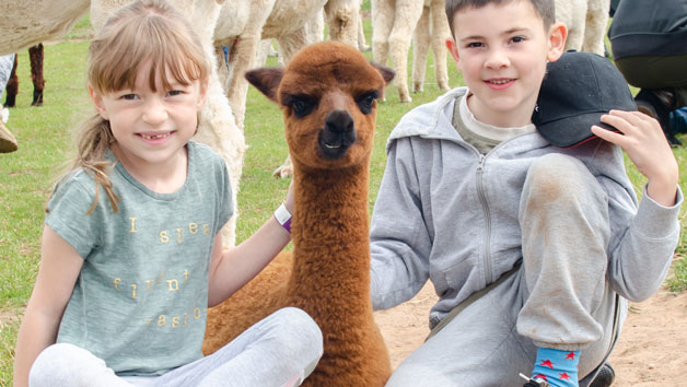 Meet the Baby Alpacas Experience for Two Adults & Two Children at Charnwood Forest picture