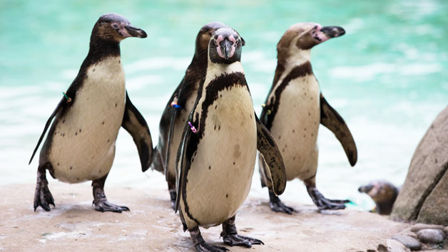 Entry for Two Adults and Two Children to London Zoo Image 1