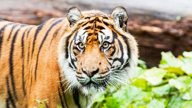 Entry for Two Adults and Two Children to London Zoo Image 3