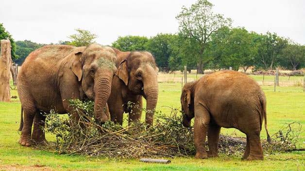 Entry to Whipsnade Zoo for Two picture