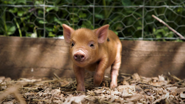 Piggy Pet and Play at Kew Little Pigs for One picture