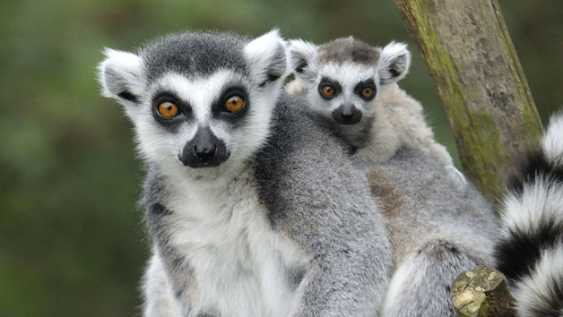 Animal Encounters Choice Voucher picture