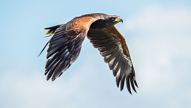 Private Bird of Prey Encounter for Two at Millets Farm Falconry Centre, Oxfordshire Image 1