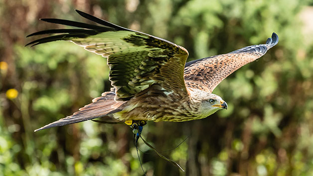 Private Bird of Prey Encounter for Two at Millets Farm Falconry Centre, Oxfordshire Image 3