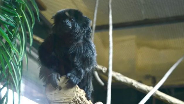 Half Day Keeper Experience for Two at Northumberland College Zoo picture