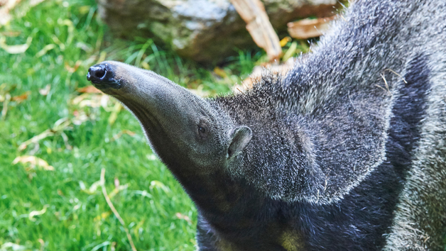 Giant Anteater Close Encounter Experience at Drusillas Park Zoo for Two picture